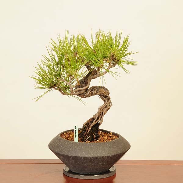 三河盆栽　姫ツタ　盆栽 三河盆栽 ツタ 盆栽 三河盆栽 姫ツタ 盆栽 ツタ（蔦）盆栽の販売