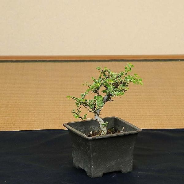 苗：黄金けやき(小)*オウゴンケヤキ 欅 | 盆栽素材,苗(雑木) | 遊恵