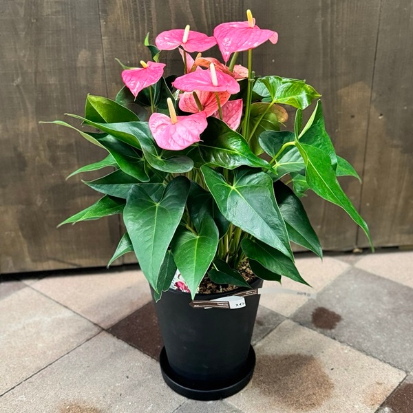 ���տ�ʪ�����󥹥ꥦ�� �ᥤ��*8�� ���饢���� �����ա��ԥ�