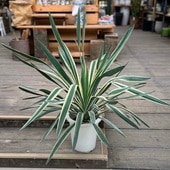 ������� ���տ�ʪ���������å� �����ꥪ��*�Хꥨ��������8��