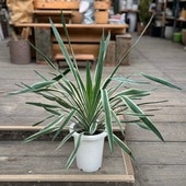 ������� ���տ�ʪ���������å� �����ꥪ��*�Хꥨ��������7��