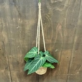 ������졡���տ�ʪ�����󥹥ꥦ�ࡡ������ʥ���� *�ߤ�ȭ���С����ӥ�ʥ���� 