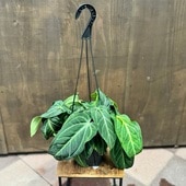 ������졡���տ�ʪ�����󥹥ꥦ�ࡡ������ʥ���� *5���ߤ�ȭ���ӥ�ʥ���� 