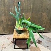 ���տ�ʪ���ӥ������� ��������� ���륭�����*���륷����� 5���ߤ�ȭ Platycerium alcicorne 