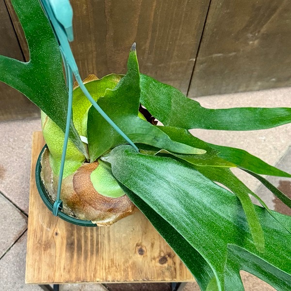 Summerセール☀️¥16,800→¥14,500ビカクシダ　アルキコルネ Summerセール☀️¥16,800→¥14,500ビカクシダ アルキコルネ Summer