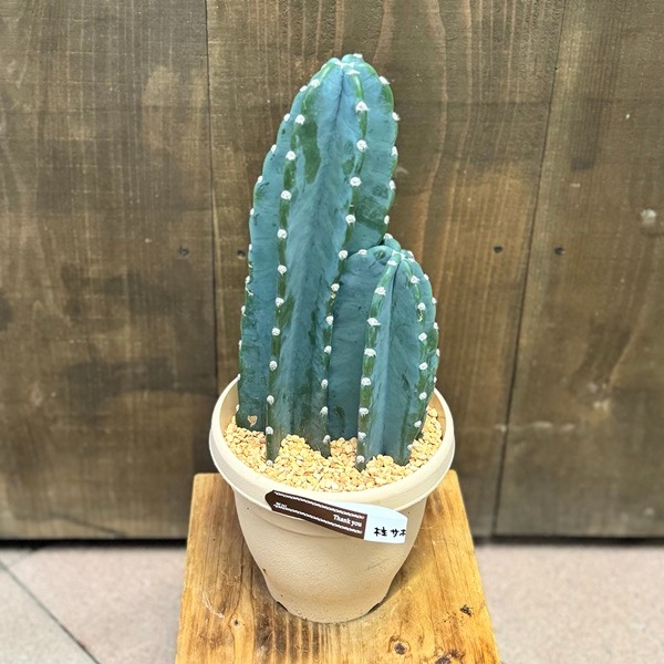 ������� ���տ�ʪ���쥵�ܥƥ�*6��ץ�ݥå�