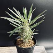 ���ò��������ǥå������ѥ��ݥǥ�����hyb. (���꡼�ߥ��饭�ꥹ)�ߥ��饭�ꥹ *M����3��������־�����