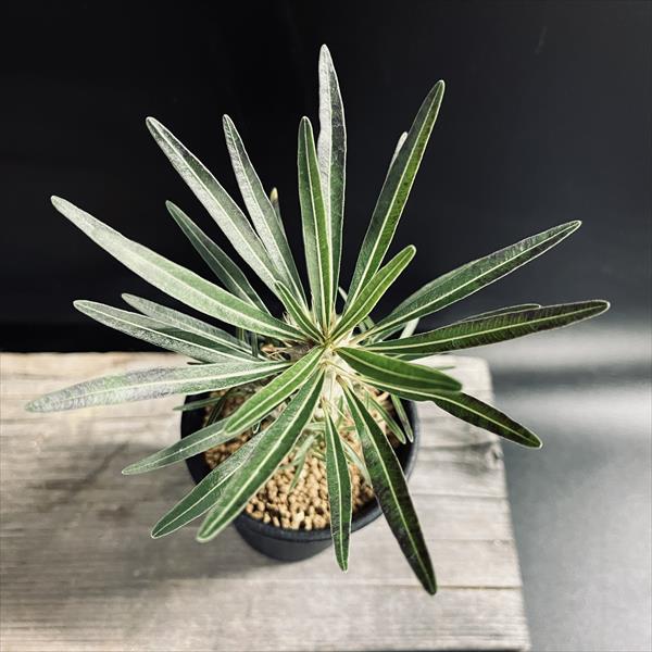 ☆特価☆コーデックス：パキポディウムhyb. (ラメリー×グラキリス