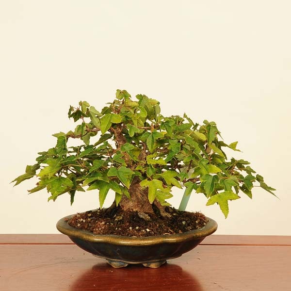 郵送無料 小品盆栽 ミニ盆栽 カエデ楓