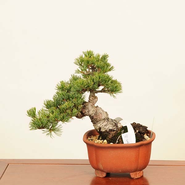 盆栽 五葉松 7 五葉松 [7幹株立ち] 大品盆栽 五葉松 [7幹株立ち]
