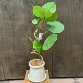 ������� ���տ�ʪ ȭ�����٤롧�������졼��ȭ����*������ �������� �ϥޥ٥֥ɥ�