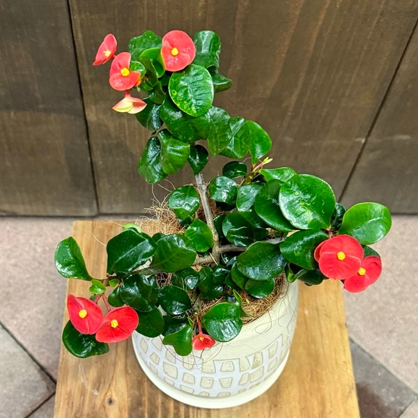 ユーフォルビア 魔紅麒麟錦　カキコ含む　一鉢　サボテン　多肉植物 ユーフォルビア 魔紅麒麟錦 カキコ含む 一鉢 サボテン 多肉植物