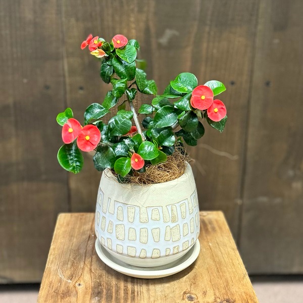 おしゃれ 観葉植物 多肉植物 鉢選べる：とげなし花キリン レッド