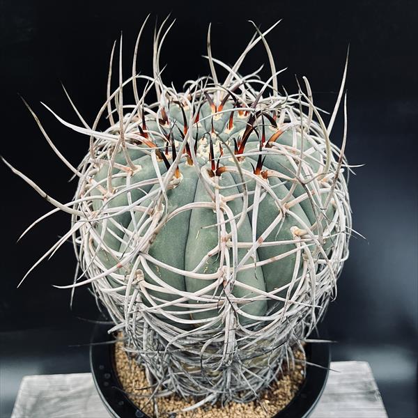 ���ܥƥ󡧥���Υ��ꥭ���ࡡ���ֶ̡�����*��14��m�����ʡ����ʸ¤�