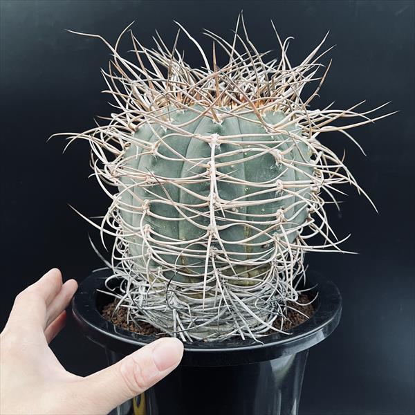 サボテン：ギムノカリキウム 光琳玉 自根*幅14cm 現品！一品限り