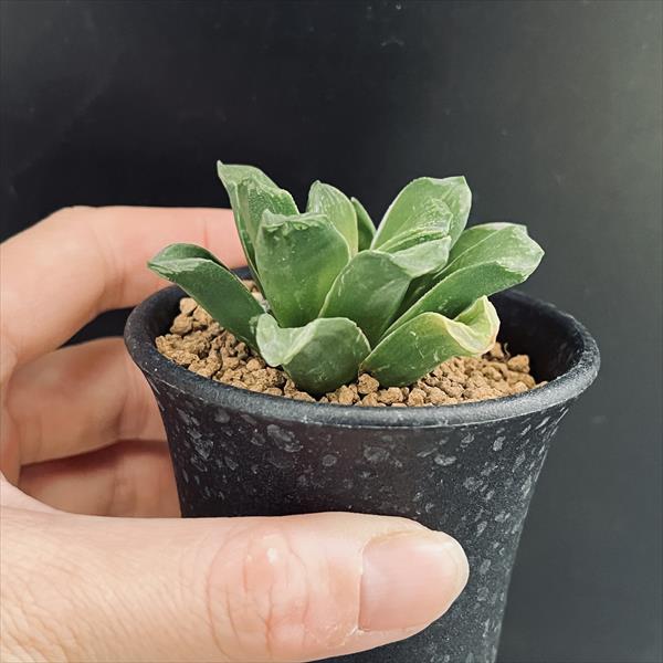 多肉植物：ハオルチア 美穂*幅5.5cm 少し斑入り | サボテン