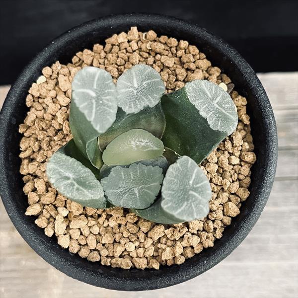 多肉植物ハオルチア 57万象菊花石　サボテン 多肉植物・サボテン販売～PICO庵～ ⁄ ハオルチア属 錦帯橋（Haworthia