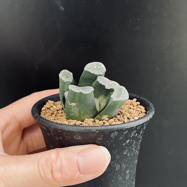 多肉植物ハオルチア 57万象菊花石　サボテン 多肉植物・サボテン販売～PICO庵～ ⁄ ハオルチア属 錦帯橋（Haworthia