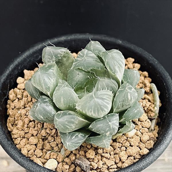 ¿����ʪ���ϥ���������祪�֥ġ�����OB-1 ����*��5.5���