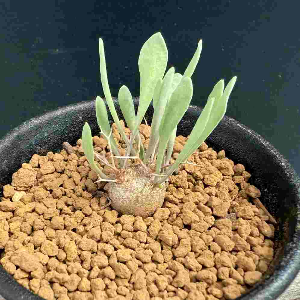 òǥåȥʡ桼եӥǥ*S3