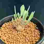 ���ò��������ǥå��������ȥ�ʡ��桼�ե���ӥ����ǥ�������*S������3���