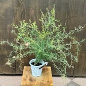 ���� ���տ�ʪ������ӥ쥢  ����ѥե������*4�� ���������ץ��� Grevillea Sennpaforence