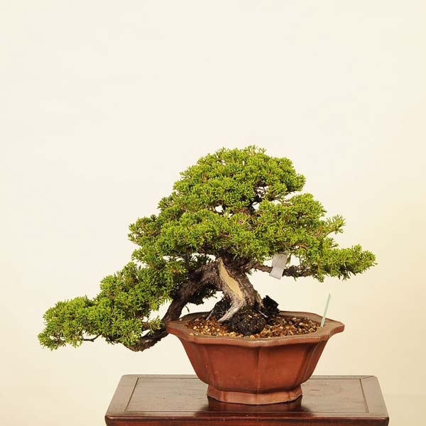 三河盆栽 シンパク(トショウ) 盆栽 盆栽：特選糸魚川真柏 現品* しん