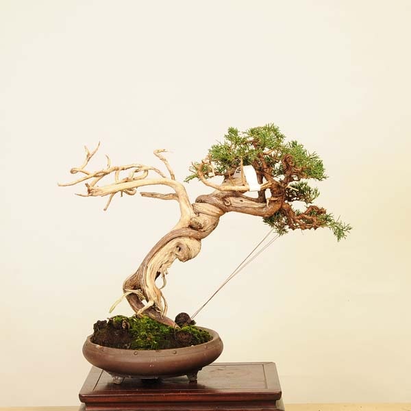 ߺϡ * Ѥѥ Sabina chinesisShinpaku bonsai ߺ