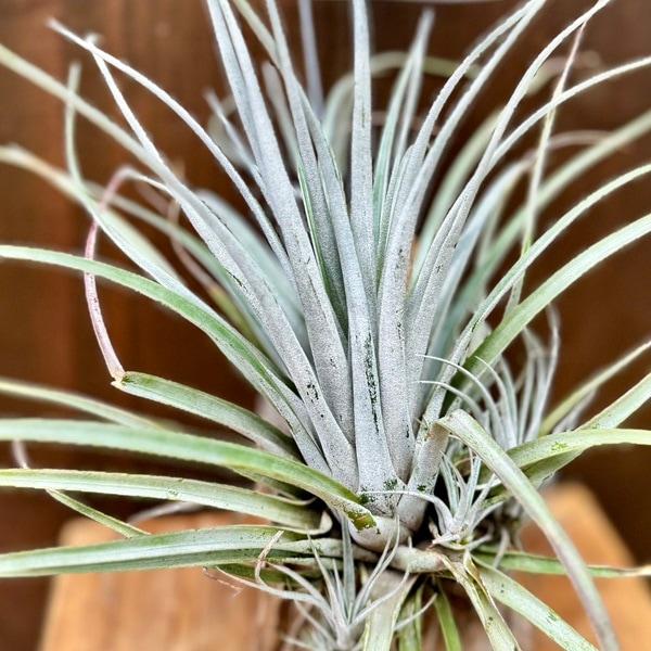 おしゃれ 観葉植物：チランジア ウトリクラータ プリングレイ*エアー