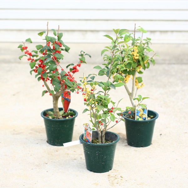 庭木・植木・苗：梅もどき（梅モドキ）赤実、白実、ミックス お選び