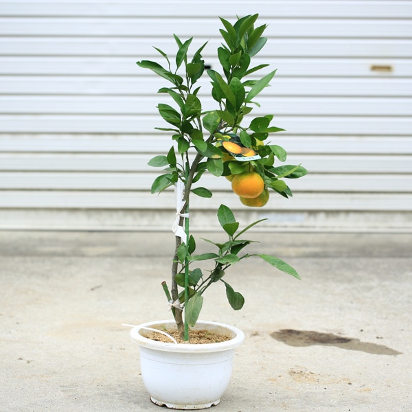 温州みかん　みかんの木　目隠し　植木　庭木　ガーデニング みかんの木のインテリア実例 ｜ RoomClip（ルームクリップ）