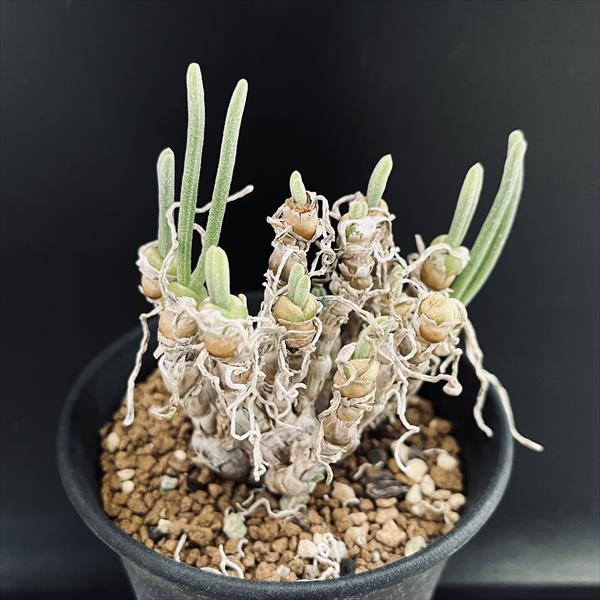 多肉植物：モニラリア ピシフォルミス 実生*幅6.5cm 現品！一品限り