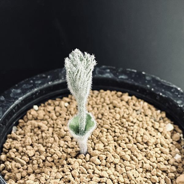 �庬��ʪ�����ꥪ���ڥ�ޥࡡ�ɥ쥲��*����1.5��������ʡ����ʸ¤�