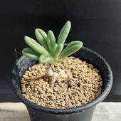 �����ǥå��������쥳�ɥ󡡥���ե쥦��*����4��������ʡ����ʸ¤�