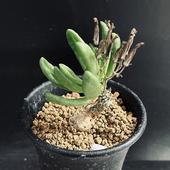 �����ǥå��������쥳�ɥ󡡥���ե쥦��*����4.5��������ʡ����ʸ¤�