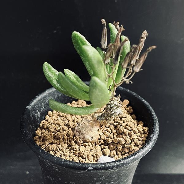 コーデックス：チレコドン スルフレウス*葉幅4.5cm 現品！一品限り