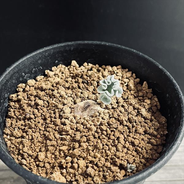 庬ʪꥪڥޥࡡΥץǥ*1.5ʡʸ¤