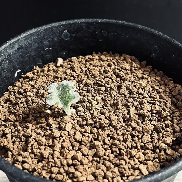超美品 球根植物：エリオスペルマム 現品 チタノプソイデス*葉幅1.2cm 塊根植物・コーデックス