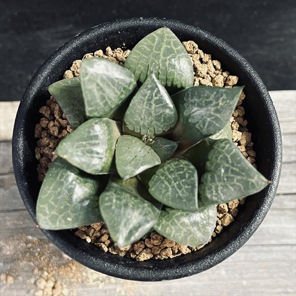 青緑色の多肉植物*6 Amazon.co.jp: 多肉植物：ハオルチア 若緑*S: ホーム＆キッチン