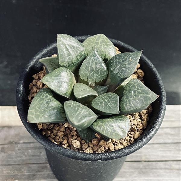 42d ハオルチア　多肉植物　温玉コレクタ　自家繁殖
