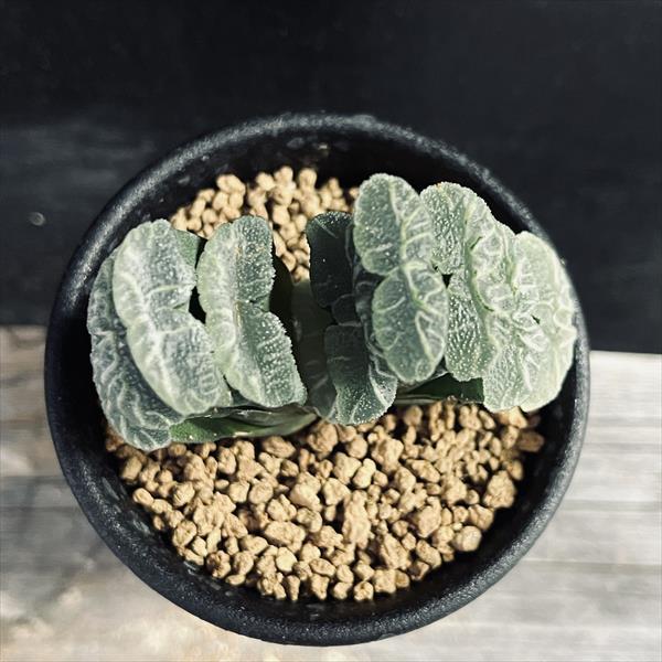 ■唐草ブリンジー 【多肉植物　ハオルチア　ハオルシア】 多肉植物：ハオルチア　鮮明黄色斑　万象錦*幅7.5ｃｍ　現品　一品限り-遊恵盆栽　本店