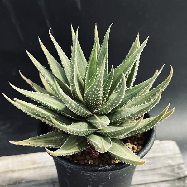 多肉植物：ハオルチア 十二の花*幅10cm | サボテン＆多肉植物,多肉