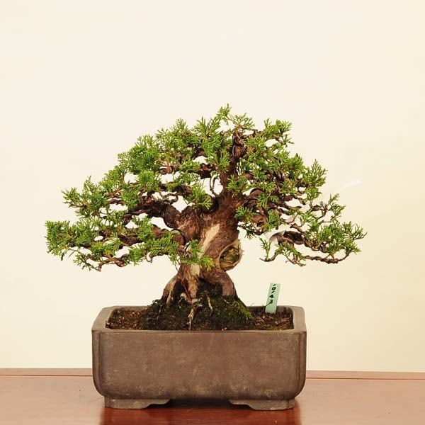 ߺϡ * Ѥѥ Sabina chinesisShinpaku bonsai ߺ