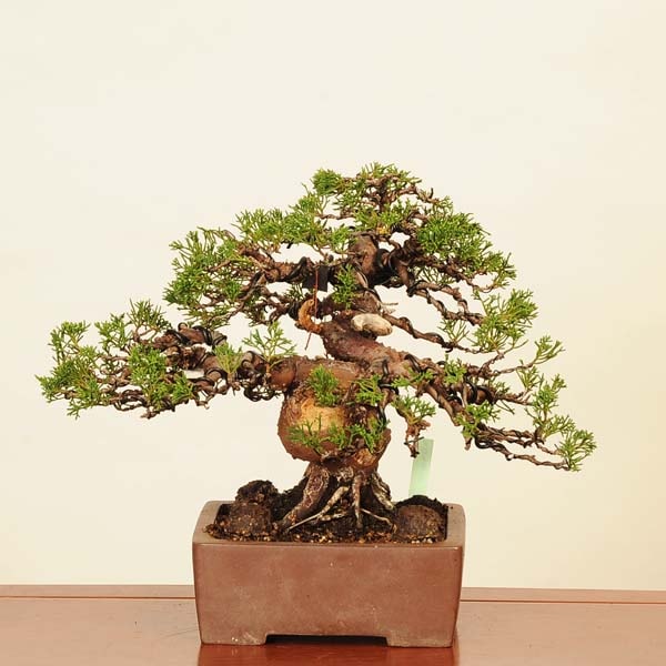 盆栽：特選糸魚川真柏 現品* しんぱく シンパク Sabina chinesis