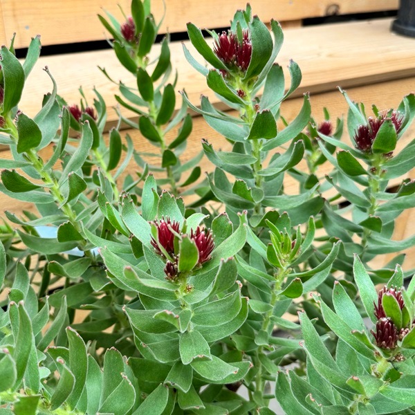 観葉植物 鉢花：リューコスペルマム カリプソレッド*リュウコスペルマ
