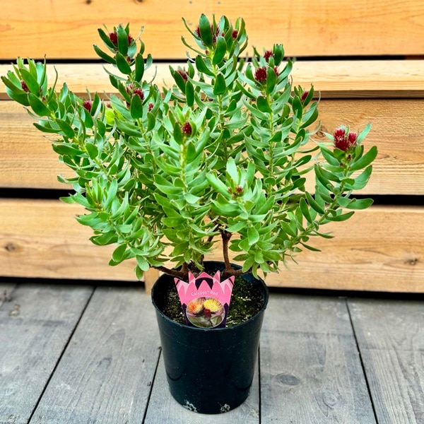 観葉植物 鉢花：リューコスペルマム カリプソレッド*リュウコスペルマ