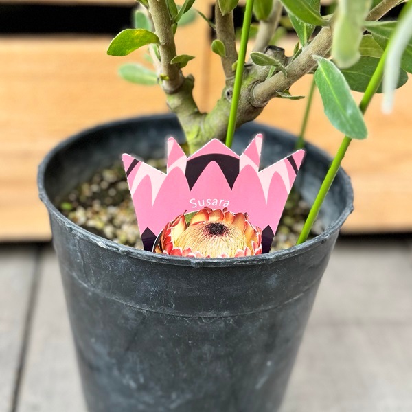 プロテア スサラ 3 プロテア スサーラ（5本立ち・蕾:3つ） | 沼ノ上農園