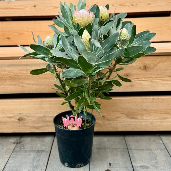 おしゃれ 観葉植物 花苗：プロテア スザーラ*7号 スサラ 現品を