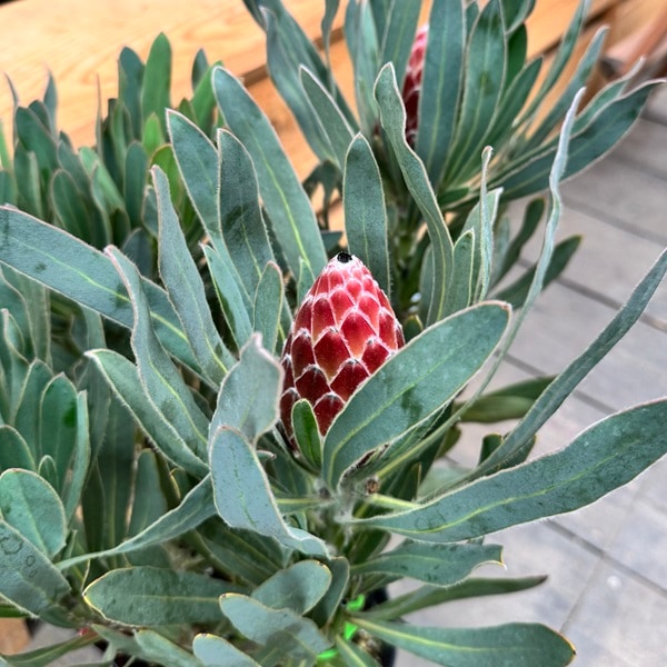 観葉植物 鉢花 苗：プロテア ポッサムマジック*7号 現品をお届け