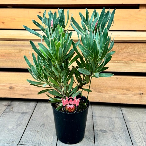 観葉植物 鉢花 苗：プロテア ポッサムマジック*7号 現品をお届け